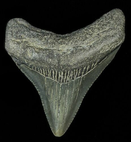 Juvenile Megalodon Tooth #69331